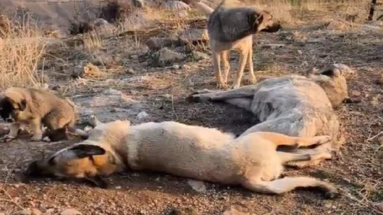 Şırnak'ta köpek katliamı: 'Yavru köpek hâlâ annesinin sütünü emmeye çalışıyordu'