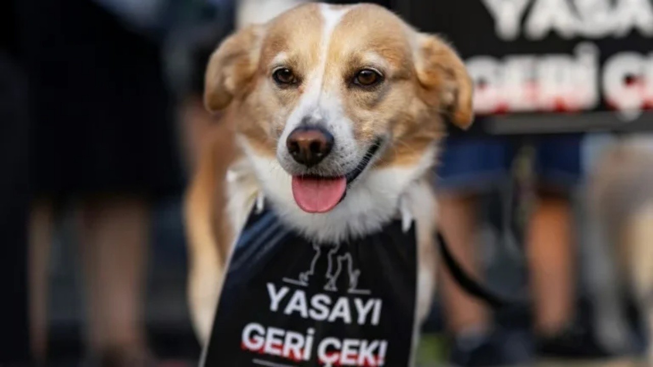 Ankara'da katledilmiş dört köpek bulundu