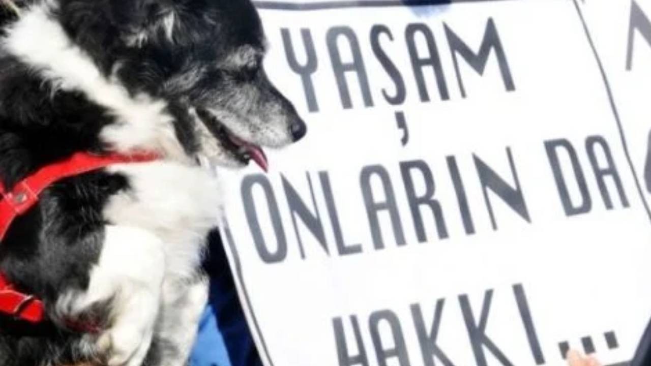 Sancaktepe'de köpeklerin katledilmesi: Üç personel açığa alındı