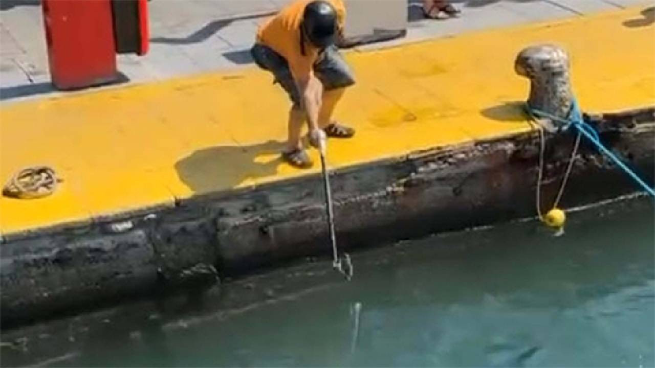 Nesli tükenen mavi yelken balığı avına ceza