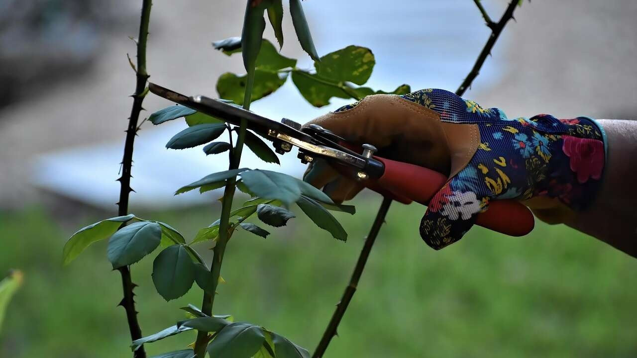 Bahçeniz için altın tavsiye! Kasım ayında budamanız gereken 5 ağaç ve bitki