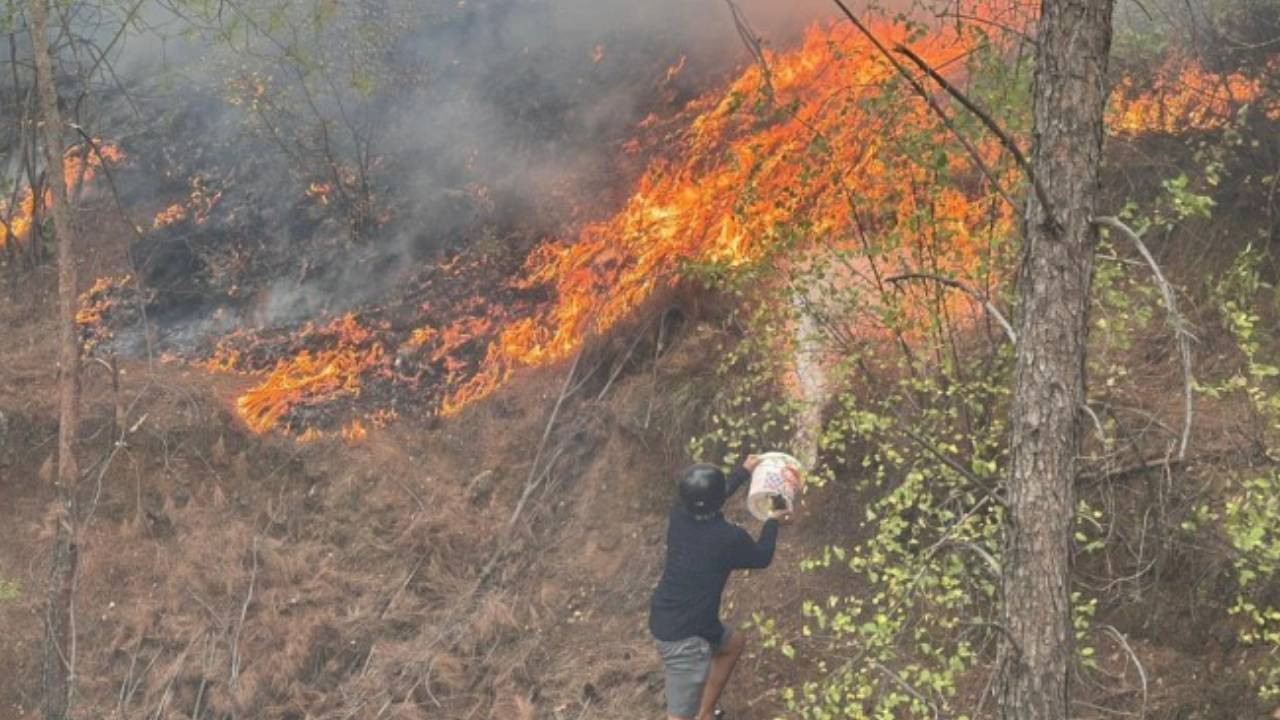 Muğla'da orman yangını