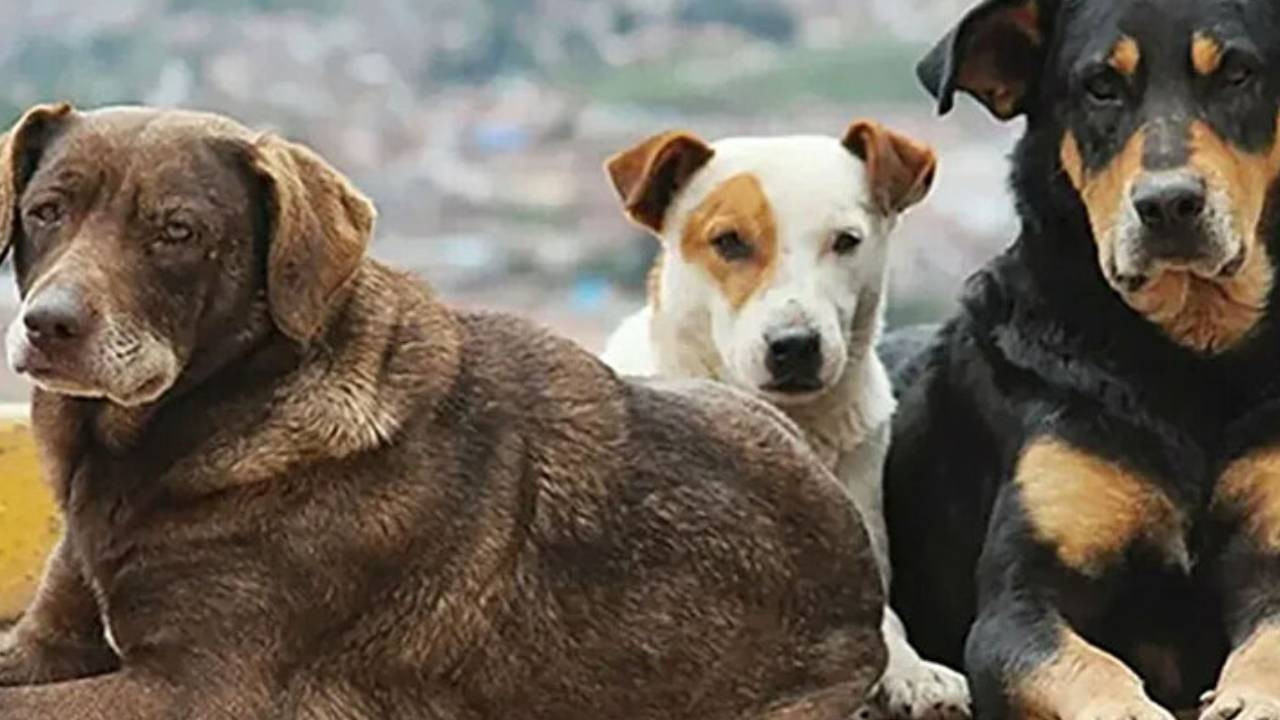 Valilik sokak köpeklerinin beslenilmesini yasakladı