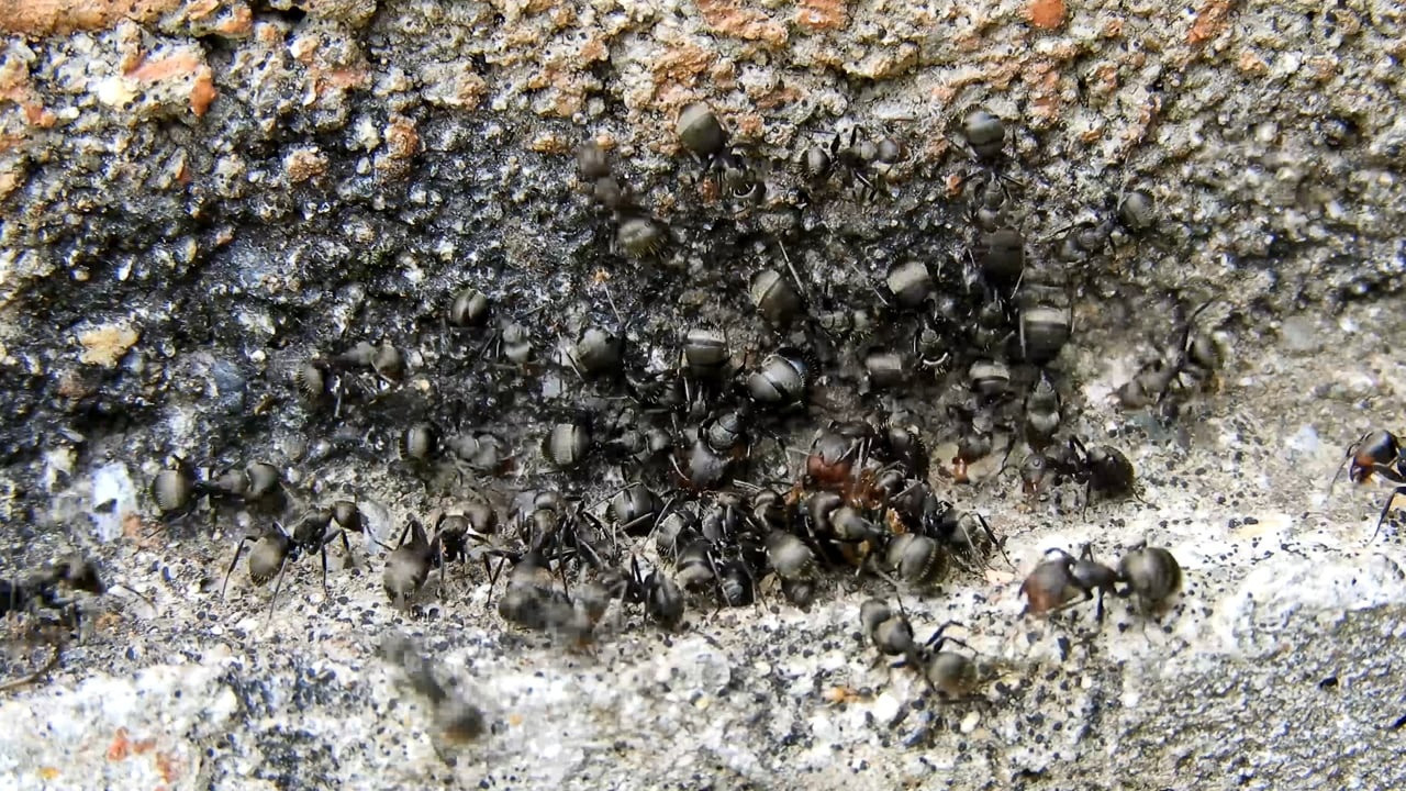 Karıncaları evden uzak tutan doğal yöntem: Kesinlikle işe yarıyor!