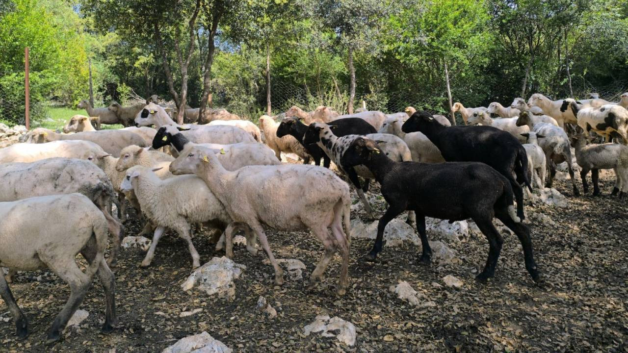 Batı Trakya’da çiçek hastalığı alarmı: 8 yeni vaka tespit edildi