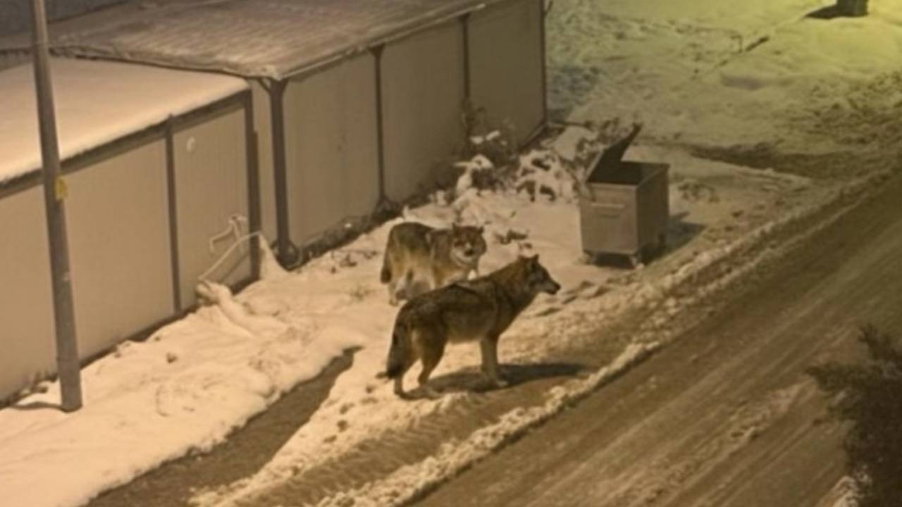 Adıyaman merkezde bulunan konteyner kente kurt indi