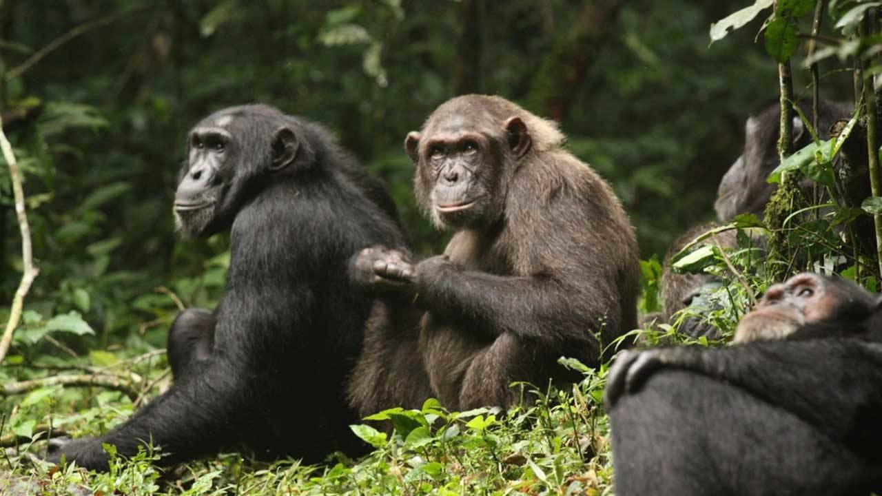 Şempanzeler arasında 'iç savaş': En az 28 ölü