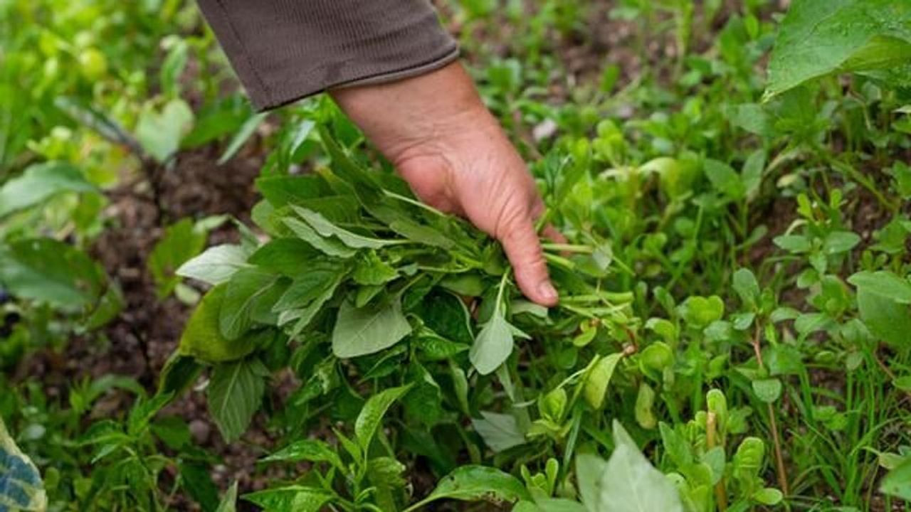 Dünyanın En Sağlıklı Yeşilliği Açıklandı