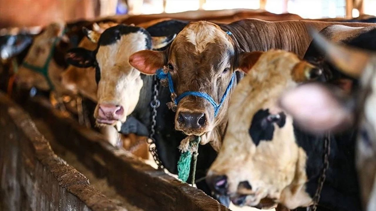 Kurban Bayramı tatili 9 gün olarak belirlenebilir