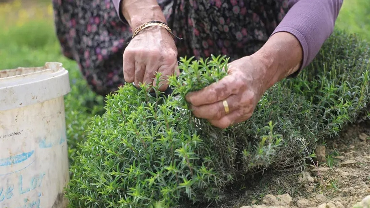 Altın Değerinde Hasat Başladı! Kilosu 300 Liradan Satılıyor, Faydalarını Duyan Aktara Koşuyor