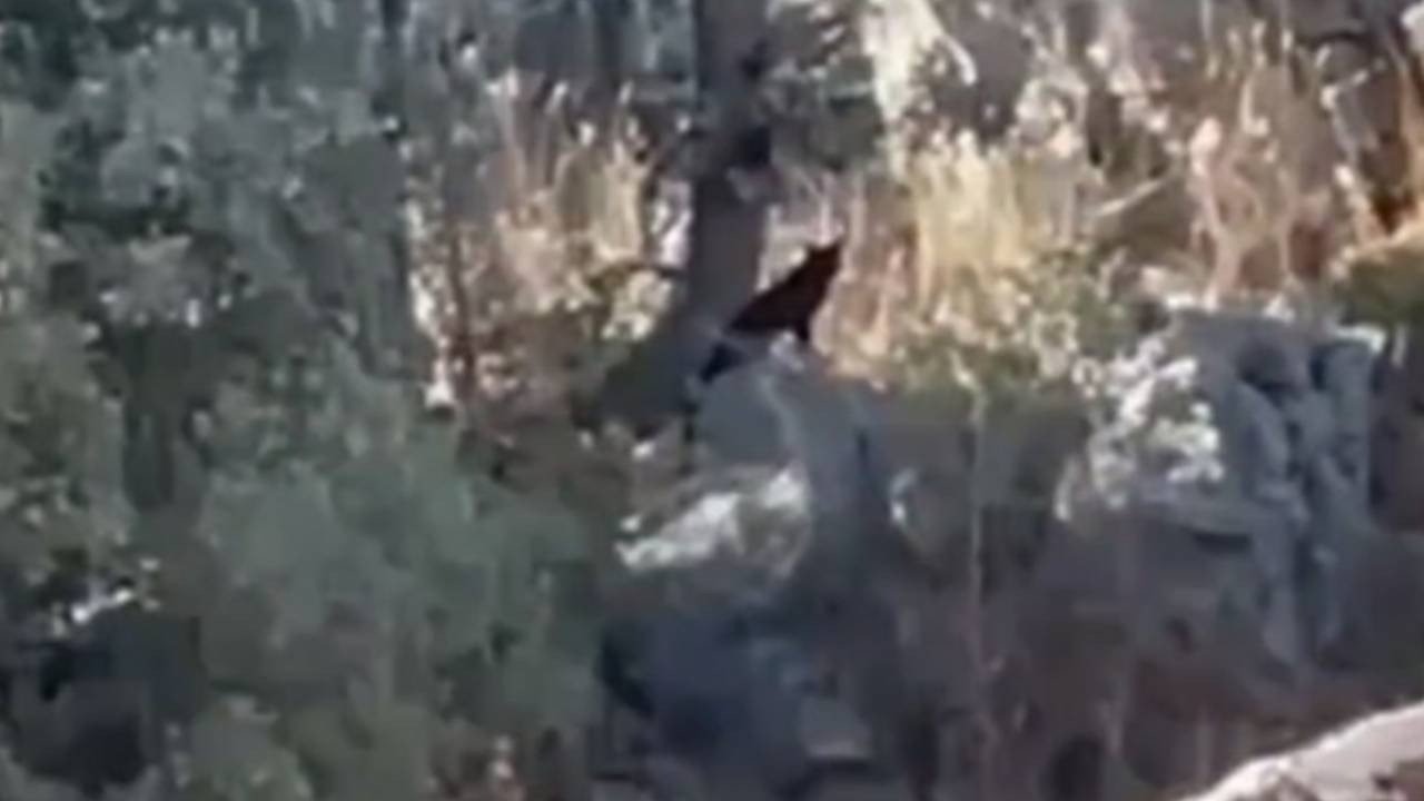 Gabar Dağı’nda siyah pars olduğu değerlendirilen canlı görüntülendi