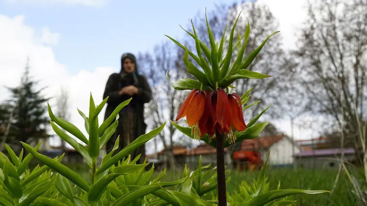 5 yıl sonra yeniden açtı! “Ağlayan gelin” çiceği kopartmanın cezası ağır