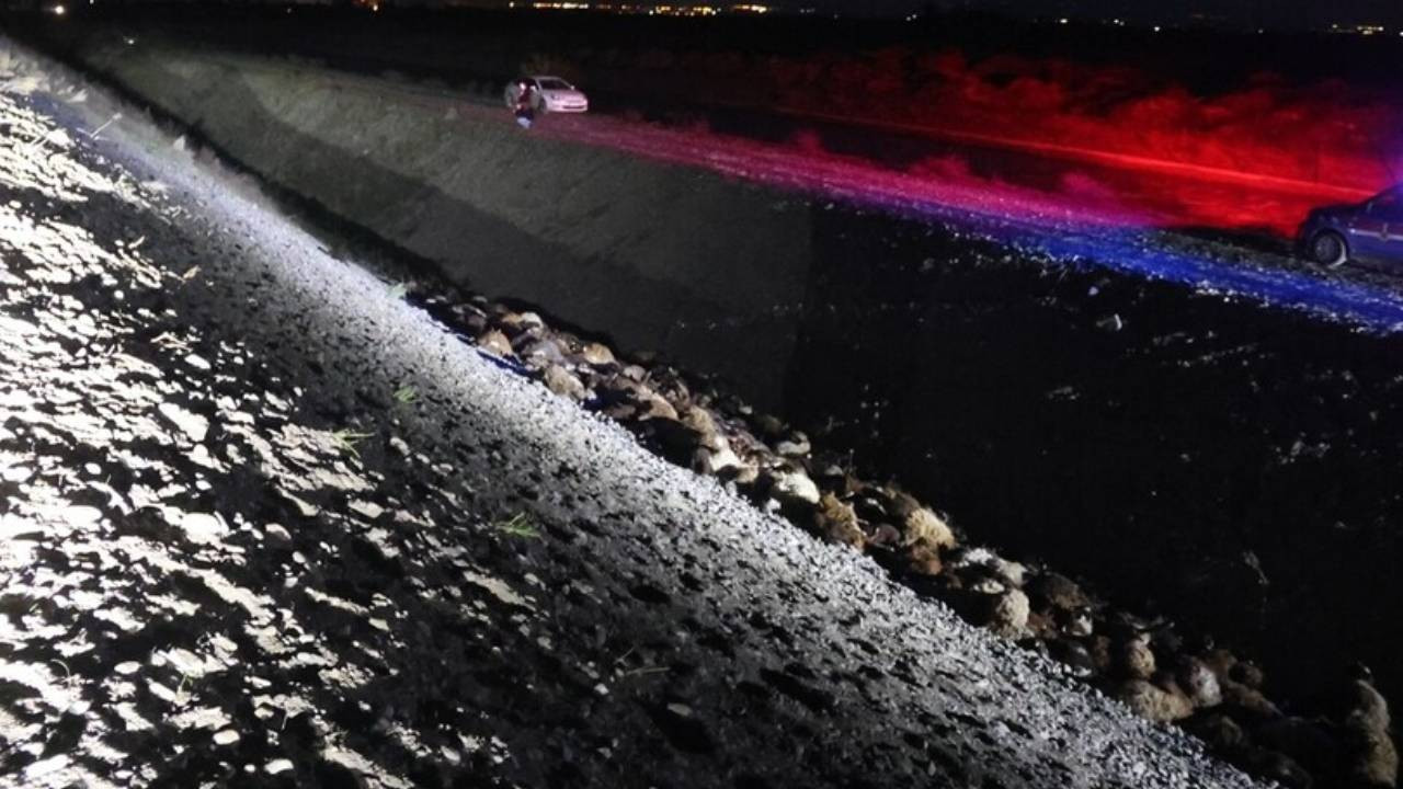 Iğdır’da arı saldırısından kaçan 800’den fazla küçükbaş hayvan öldü