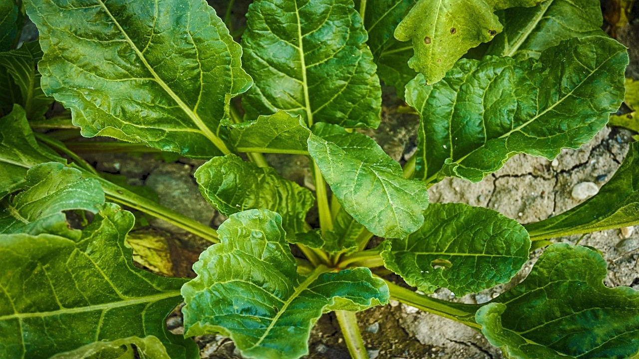 Ispanaktaki kum ve toprağı temizlemenin püf noktaları