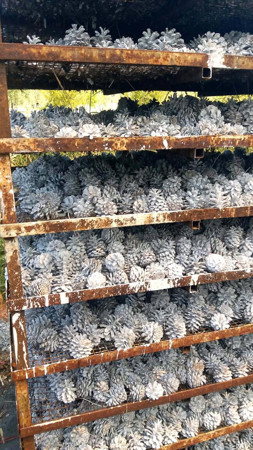 Manisa'da orman ürünleri fabrikasında yangın - Resim : 1