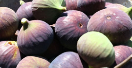 Her incirin içinde en az 1 tane bulunuyor! İncir yerken bir kez daha düşünün