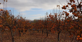 Hasadı sona erdi. Konya dahil birçok ilde yetişiyor! Faydaları inanılmaz