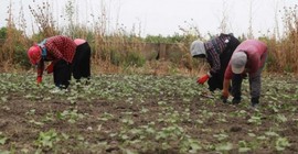 Çukurova'da tarım işçilerinin yevmiyeleri belli oldu