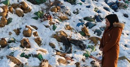 Hakkari'de köpek katliamı: Kül dökme alanında 20 köpek ölü bulundu