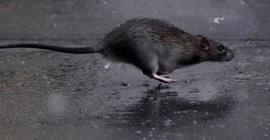 Nedeni iklim değişikliği: Kentlerdeki fare sayısı hızla artıyor