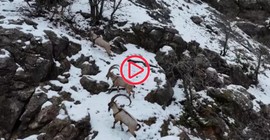 Dersim'de erkek dağ keçileri vadiye indi