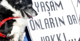 Sancaktepe'de köpeklerin katledilmesi: Üç personel açığa alındı