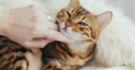 Kedileri huzursuz eden 5 şey! Birçok kedi sahibi bilmiyordu