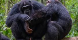 Şempanzeler de iyileşmek için ‘şifalı otları’ kullanıyorlar