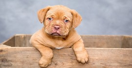 Köpekleri Seven 4 Burç: Sadık Dostların Burç Haritası