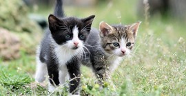 Kedi ve Köpekleri Birbirine Alıştırmanın 5 Etkili Yolu
