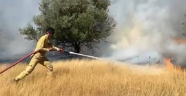 Muğla Milas'ta zeytinlik alanda yangın çıktı