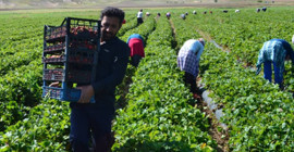 Çukurova’da tarım işçileri yevmiyelerinin yükseltilmesini talep etti