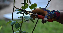 Bahçeniz için altın tavsiye! Kasım ayında budamanız gereken 5 ağaç ve bitki