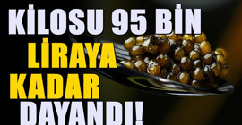 Kilosu 95 bin liradan alıcı buluyor... Amasya'da çokça üretiliyor