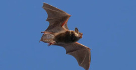 Araştırma: Bazı yarasa türleri UV ışıkta parlıyor