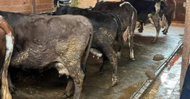 İstanbul'da 21 mahalleye şap karantinası