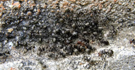 Karıncaları evden uzak tutan doğal yöntem: Kesinlikle işe yarıyor!