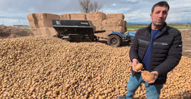 Maliyeti 8-11 lira olan patates 70 kuruşa hayvan yemi oldu