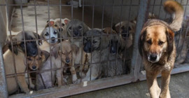 İstanbul Valiliği'nden belediyelere sokak hayvanları talimatı