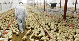 7 tavuk firmasına atanan kayyım kararı durduruldu