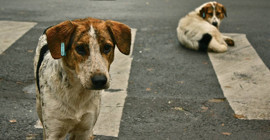 Sokak köpeklerini ‘yeterince’ toplamadıkları iddiasıyla 3 belediye hakkında işlem başlatıldı