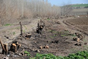 Ağaçsız Hevsel, ayaksız On Gözlü... - Resim : 6