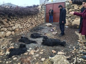 Koruköy'de vahşet: Gebe hayvanların karnını deştiler - Resim : 1