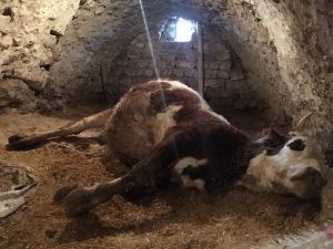 Koruköy'de vahşet: Gebe hayvanların karnını deştiler - Resim : 6