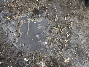 Koruköy'de vahşet: Gebe hayvanların karnını deştiler - Resim : 3