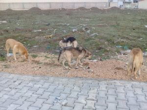 'Hayır' için tek mecra 'sokak' ve 'sosyal medya' - Resim : 4