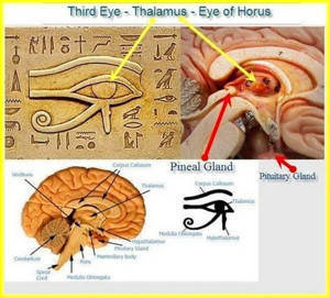 Horus'un Gözü Talamus'un keşfi - Resim : 2