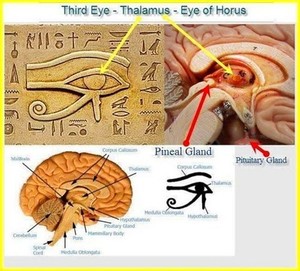 Horus'un Gözü Talamus'un keşfi - Resim : 2