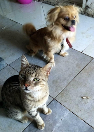 2 pitbull, saldırdıkları köpeği öldürdü, sahibi ve kedisini yaraladı - Resim : 1