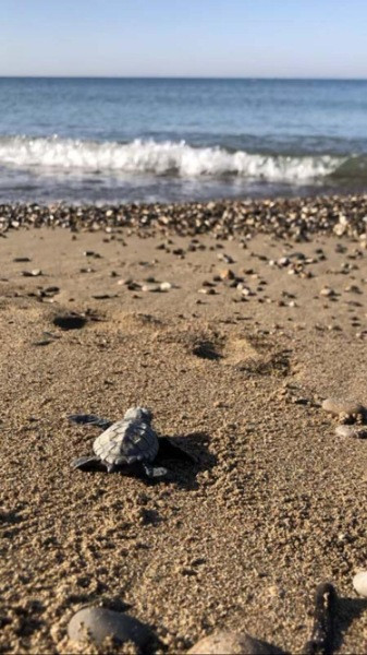 Su sıcaklığı 1 derece düştü, Belek'te caretta caretta yuvaları yüzde 61 azaldı - Resim: 5